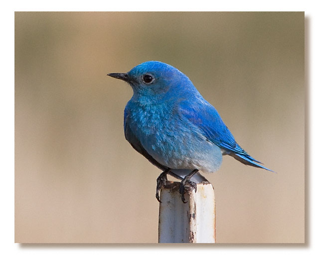 What are the interest rates and penalties with a Bluebird checking account?